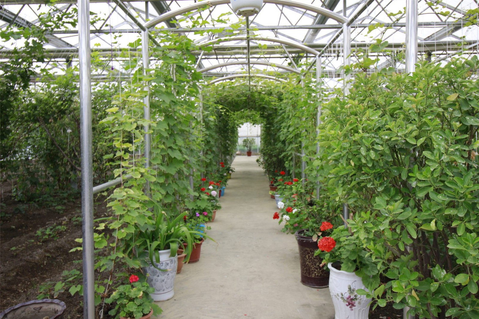 隆子县“菜篮子”工程园区基地_副本.jpg