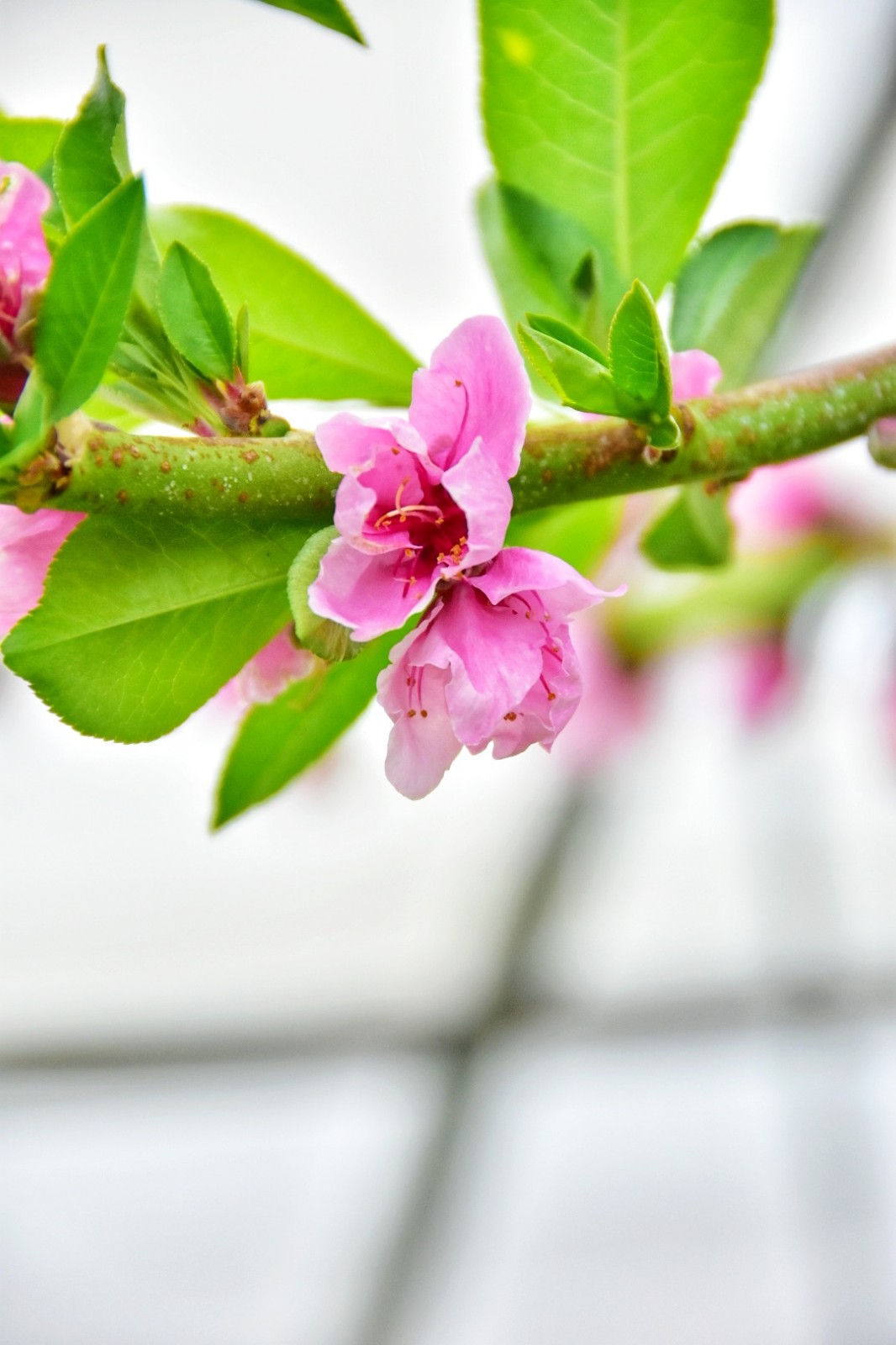 记者带你领略春天的味道这里的桃树已经坐果了