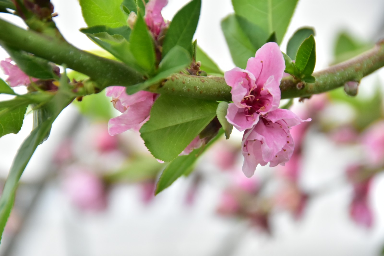 记者带你领略春天的味道这里的桃树已经坐果了